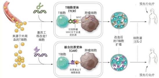 CAR-T疗法或迎更严监管，细胞与基因治疗行业风险何解？