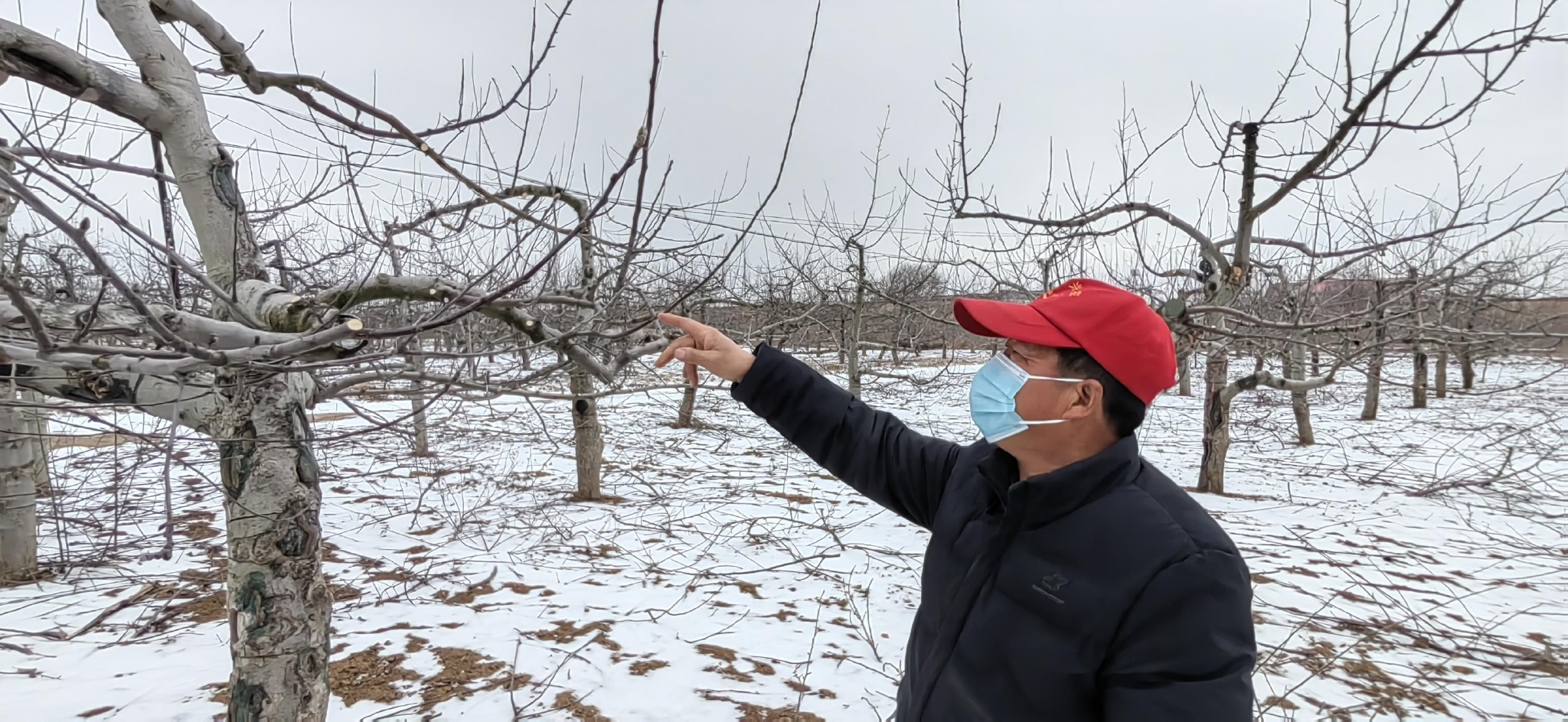 新春走基层·黄土地上的“大食物”｜一只羊的科技含量