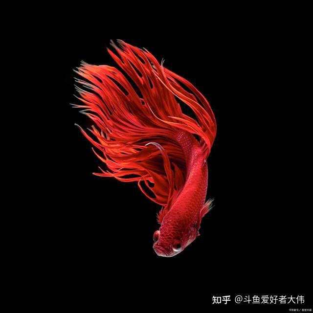 斗鱼Q1财报解码：创新业务成增长新引擎，斗鱼转型战略持续有效发力